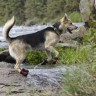 Ботинки RUFFWEAR® Grip Trex™ - комплект (4 шт.) обуви для собак. - 