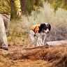 Светоотражающий жилет для собак Ruffwear® Track Jacket™ - 