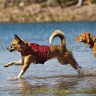 Спасательный жилет для собак Ruffwear® K-9 Float Coat™ - 
